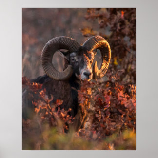 Poster Bélier Mouflon Européen dans une photo de faune fo