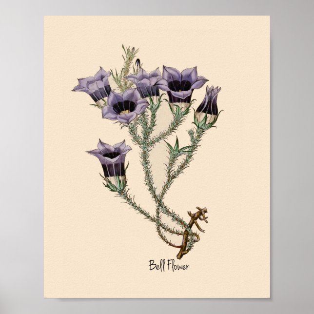 Poster Bell Flower Botanical (Devant)