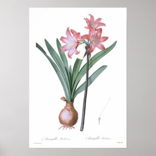 Poster Belladone d'amaryllis