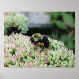 Poster Belle abeille alimentaire