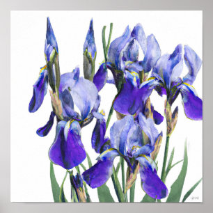 Poster Belle Aquarelle Botanique Fleurs d'Iris Bleu