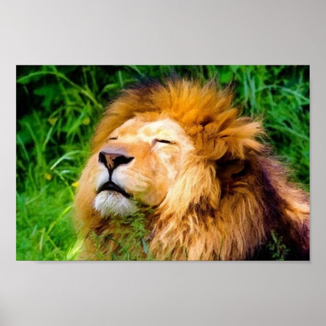 Poster Belle Basking Homme Lion faune africaine (Devant)