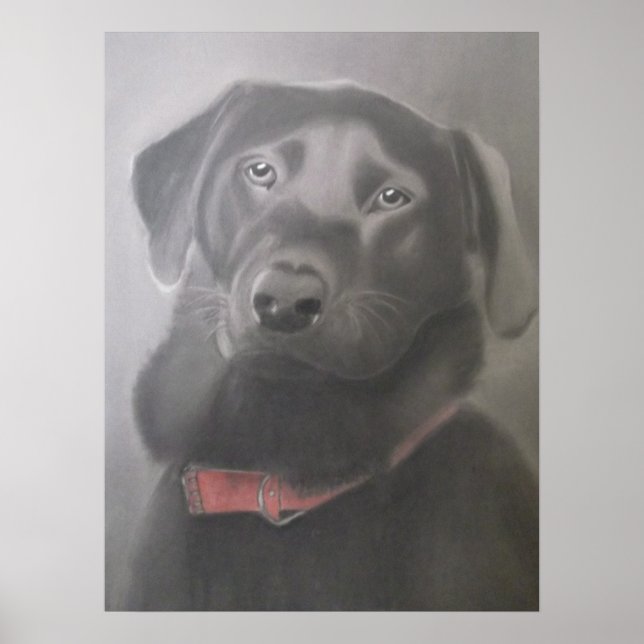 Poster Belle Black Labrador (Devant)