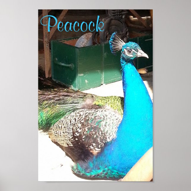 Poster Belle Bleue Homme Peacock Vielle Grange (Devant)