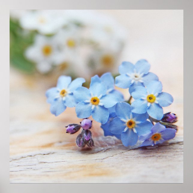 Poster Belle Bleue Simple Oubliez-moi-pas Fleurs (Devant)