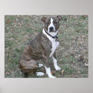 Poster Belle boxeuse pitbull métisse de race