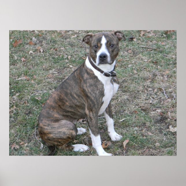 Poster Belle boxeuse pitbull métisse de race (Devant)