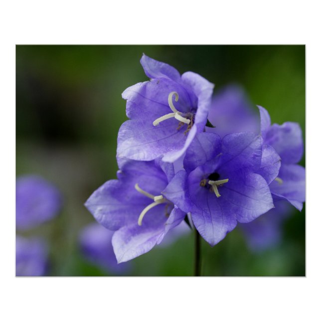 Poster Belle Campanula Bellflower (Devant)
