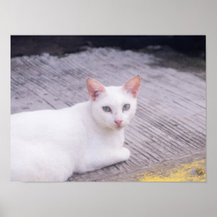 Poster Belle Chat Blanc
