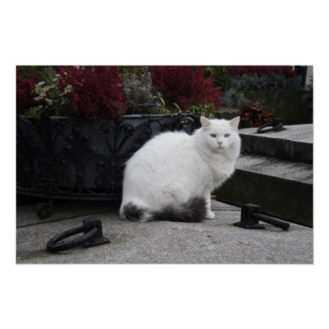 Poster Belle Chat Blanc Sur Une Grave (Devant)