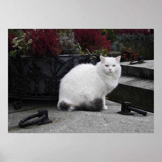 Poster Belle Chat Blanc Sur Une Grave (Devant)