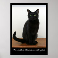 Belle Chat Noir