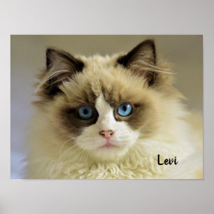 Poster Belle chatte de poupée avec yeux bleus