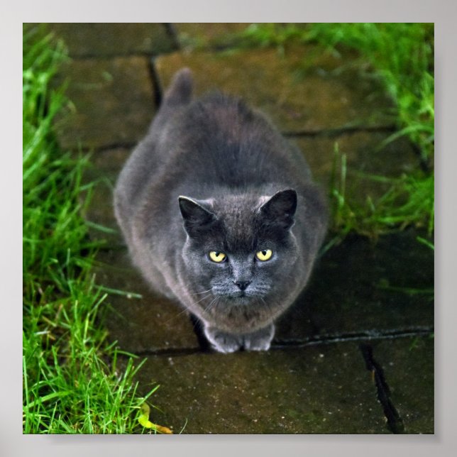 Poster Belle chatte gris (Devant)