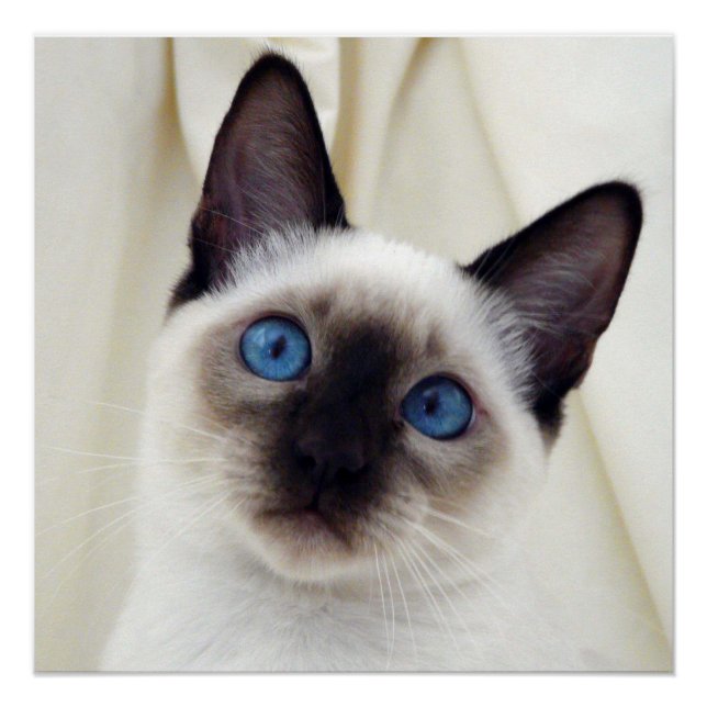 Poster Belle Chic Sweet Animaux de compagnie Siamese Kitt (Devant)