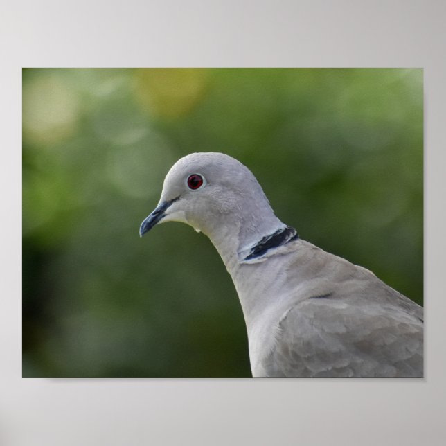Poster Belle colombe à collier (Devant)
