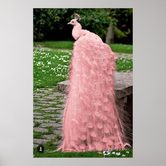 Poster Belle couleur rose plumes Peacock Bird (Devant)