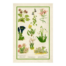 Belle couleur Vintage inspirée Botanique Floral