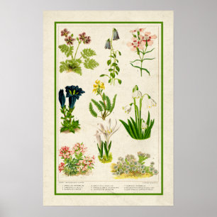Poster Belle couleur Vintage inspirée Botanique Floral