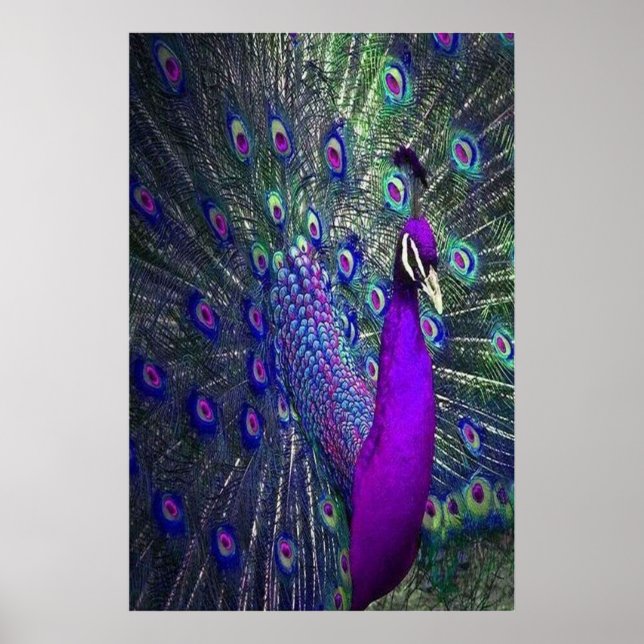 Poster Belle couleur violet plumes Peacock Bird (Devant)