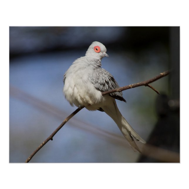 Poster Belle douceur Diamond Dove (Devant)