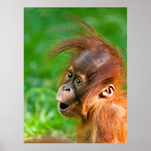 Poster Belle drôle bébé orangoutan singe animal souriant