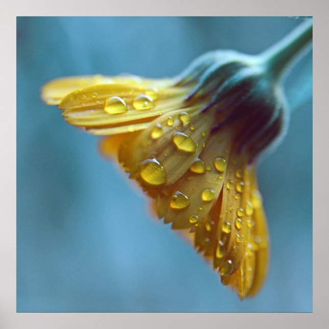 Poster Belle Elégante Fleur de Marigold Jaune (Devant)