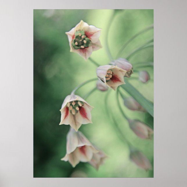 Poster Belle Elégante Fleurs d'Ail de Miel (Devant)