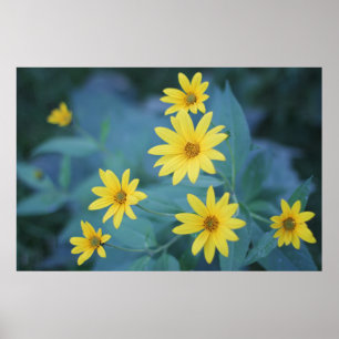 Poster Belle Elégante Fleurs Jaunes Sunchoke Daisy