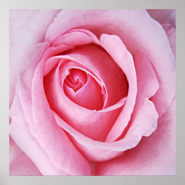 Poster Belle Elégante Rose Rose Flower Macro (Devant)