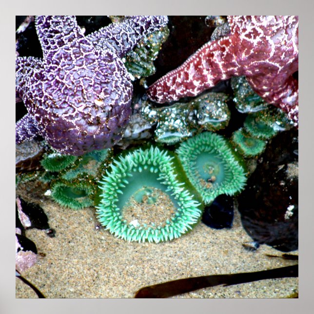 Poster Belle Etoiles de mer et des anémones vertes Photog (Devant)