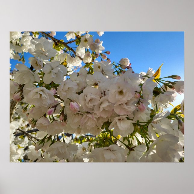 Poster Belle Fleur (Devant)