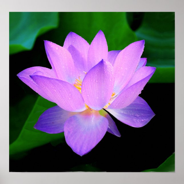 Poster Belle fleur de lotus violet dans l'eau (Devant)