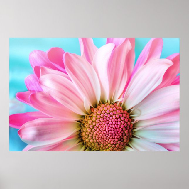 Poster Belle Fleur rose Gros plan Photo (Devant)