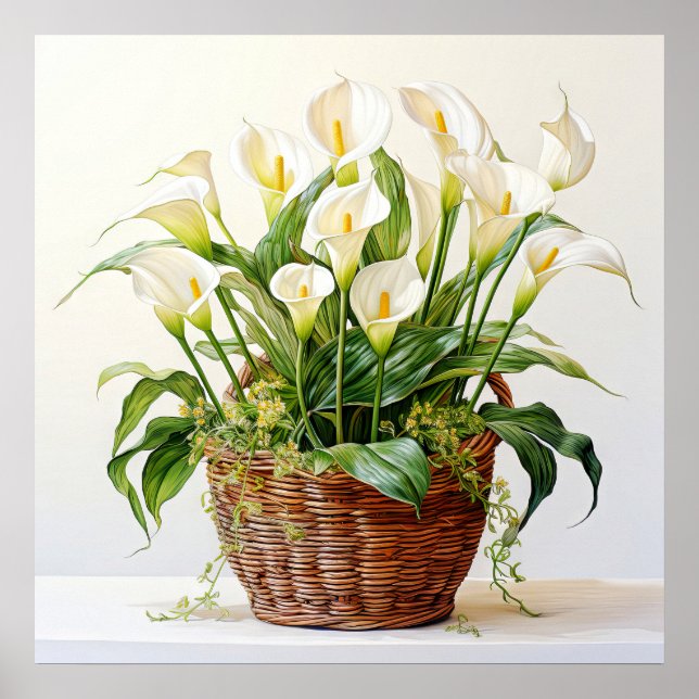 Poster Belle floraison Calla Lily Fleurs (Devant)