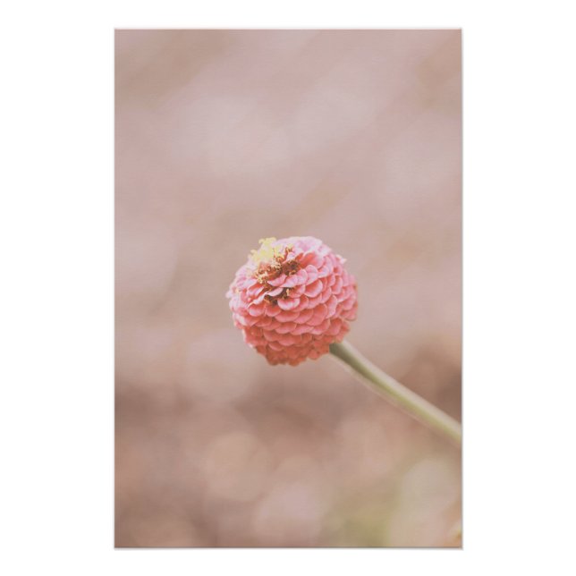 Poster Belle florale Fleur Rose Clair (Devant)