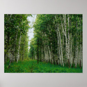 Poster Belle forêt de bouleaux
