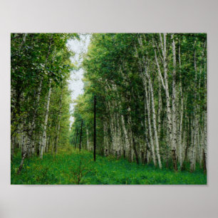 Poster Belle forêt de bouleaux