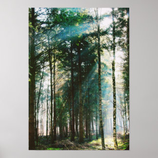 Poster Belle forêt de printemps Jour Nature Arbres Soleil