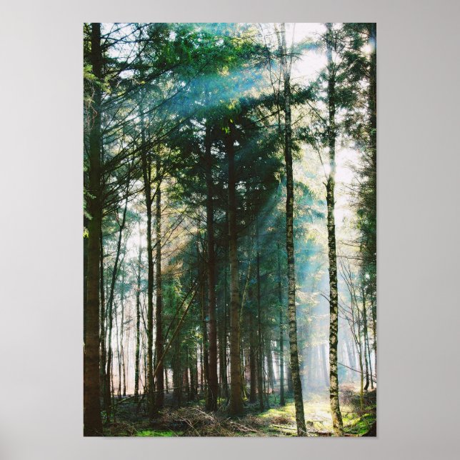 Poster Belle forêt de printemps Jour Nature Arbres Soleil (Devant)