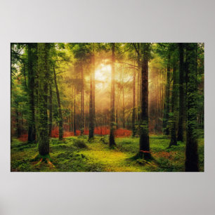 Poster Belle forêt d'été Sunrise Paysage