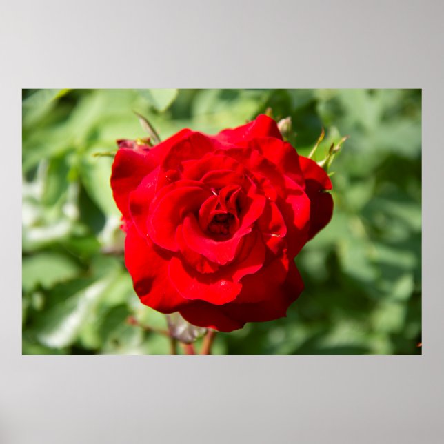 Poster Belle grande rose rouge photo (Devant)