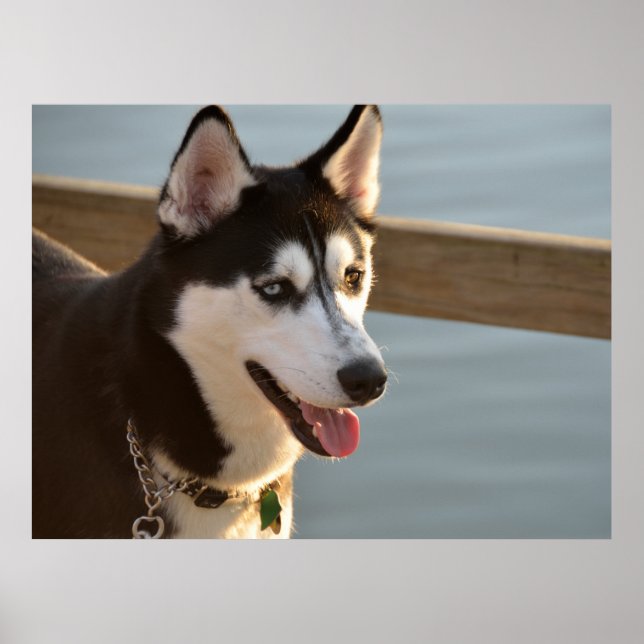 Poster Belle Husky Photographie Chien à traîneau (Devant)