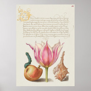 Poster Belle illustration botanique Vintage