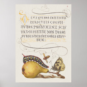 Poster Belle illustration botanique Vintage