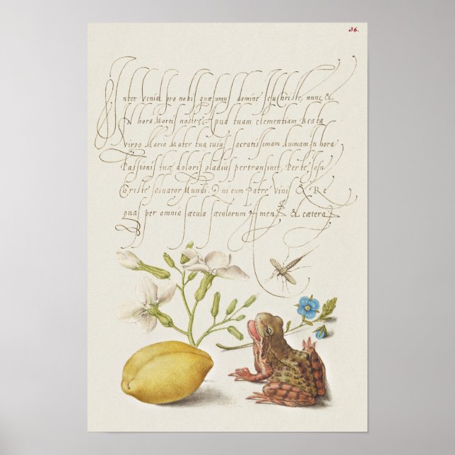 Poster Belle illustration botanique Vintage (Devant)