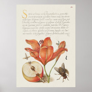 Poster Belle illustration botanique Vintage