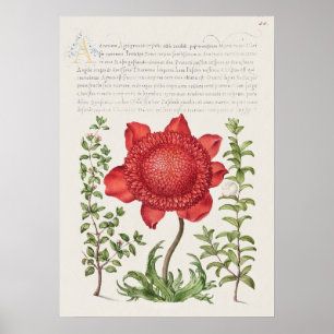 Poster Belle illustration botanique Vintage