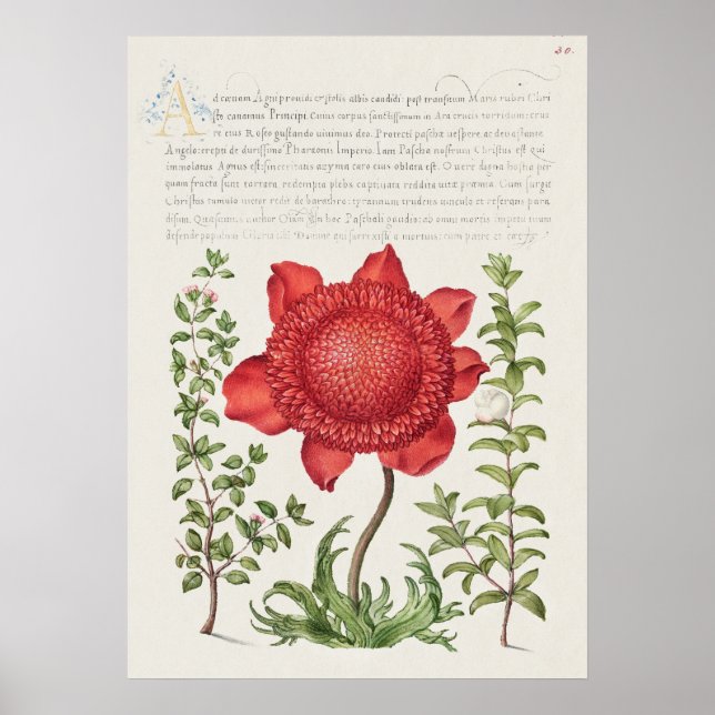 Poster Belle illustration botanique Vintage (Devant)