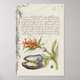 Poster Belle illustration botanique Vintage